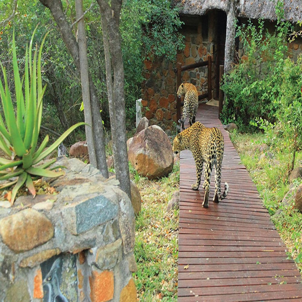 Leopard Hills
