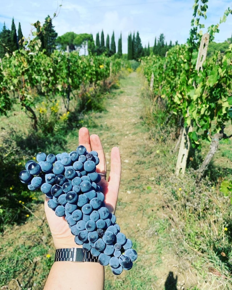 Agriturismo Montemagni di Sopra
