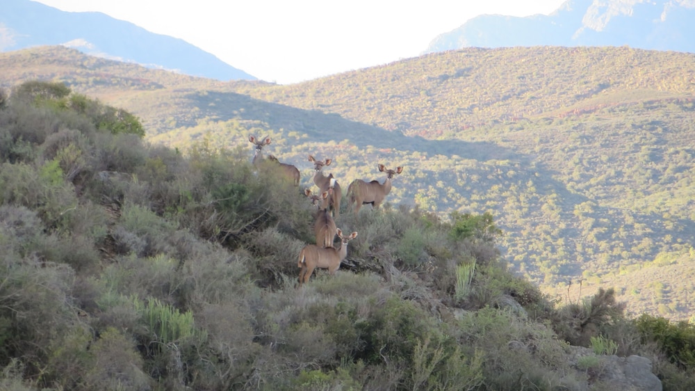Rooiberg Safaris