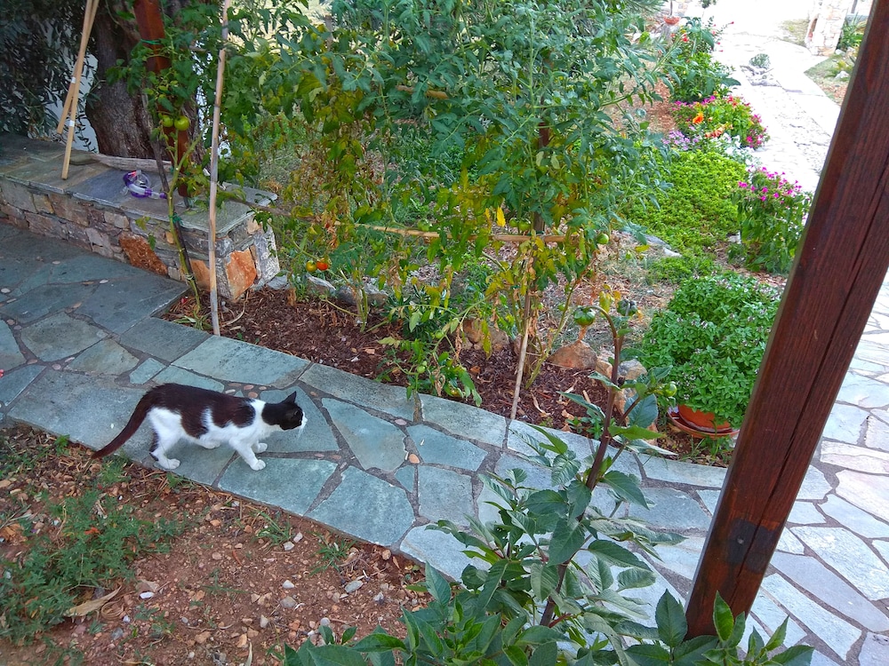 Photo 43