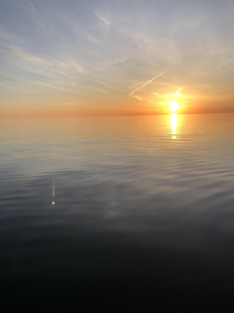 Ostseekrabbe
