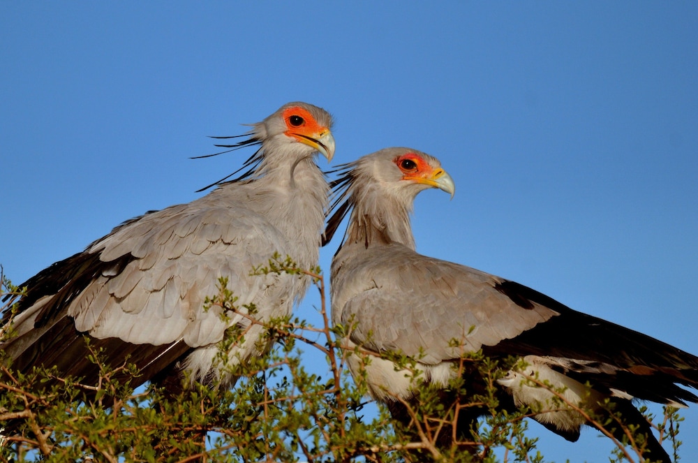 Elephants Lodge - Bellevue Forest Reserve