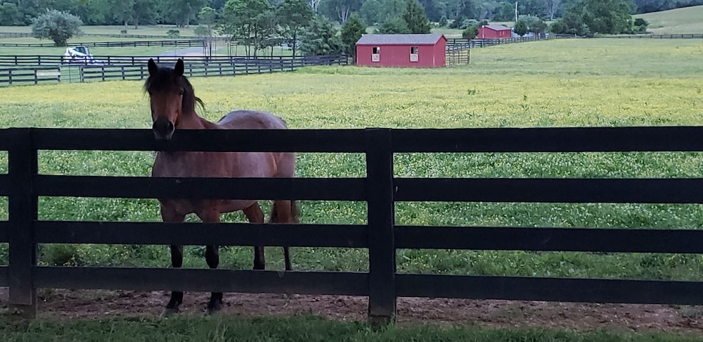 Leesburg Vacations - The Manor at Courtland Farm - Property Image 83