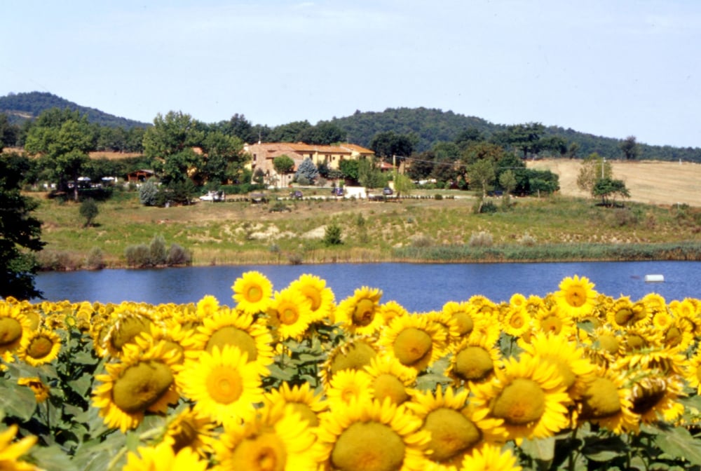 Selvatellino photo 3
