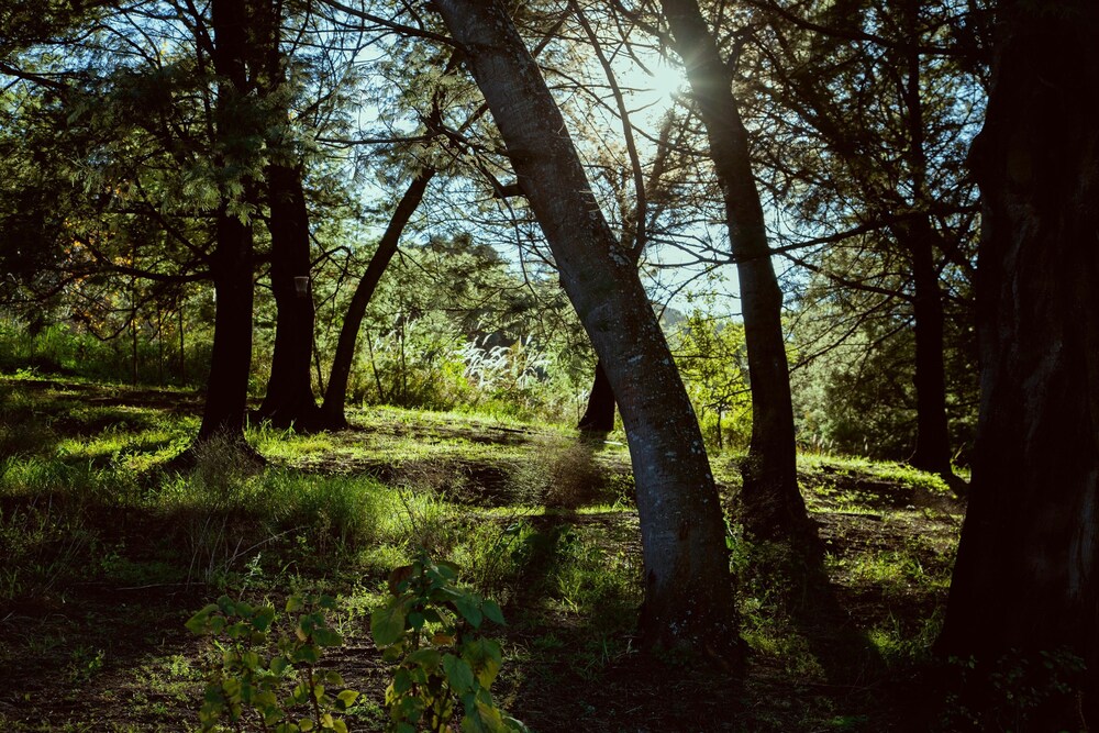 Photo 41