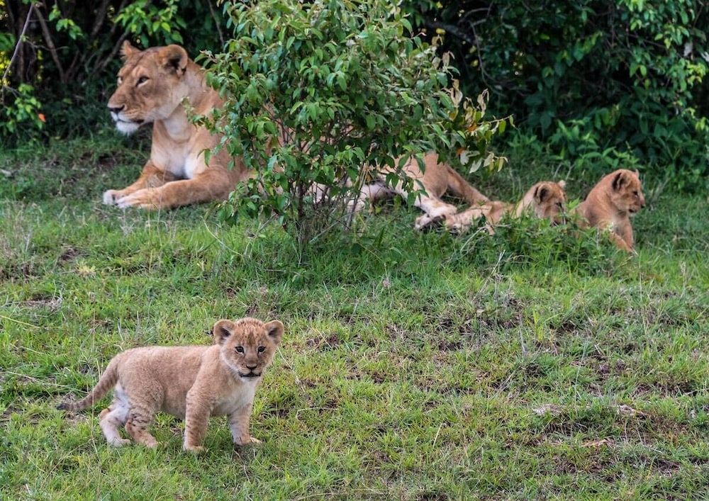 Lion's Cradle