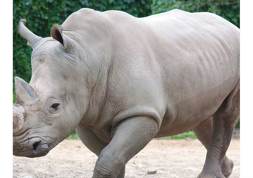 The Rhinos 4 view 2