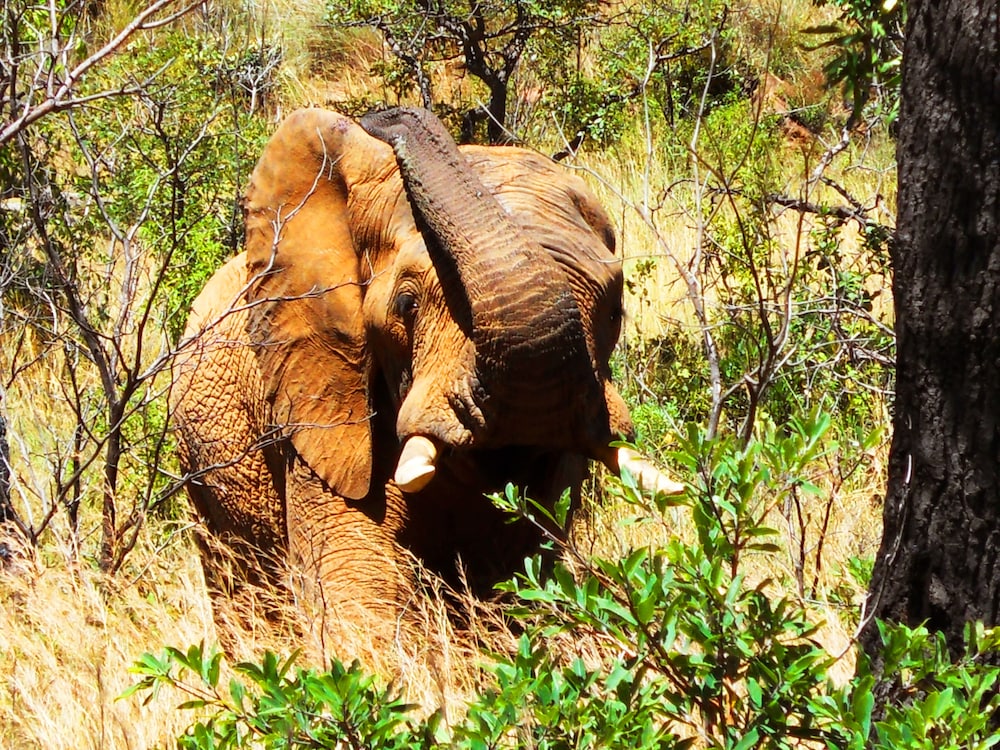 Kololo Game Reserve