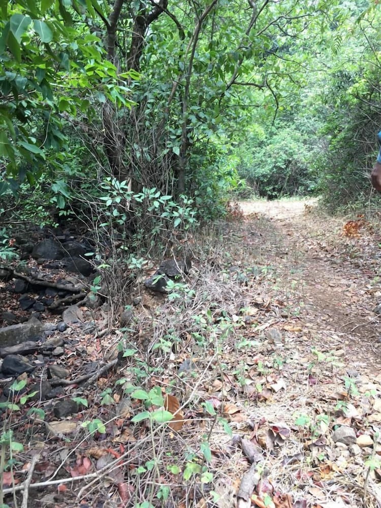Canary Forest Camping view 4