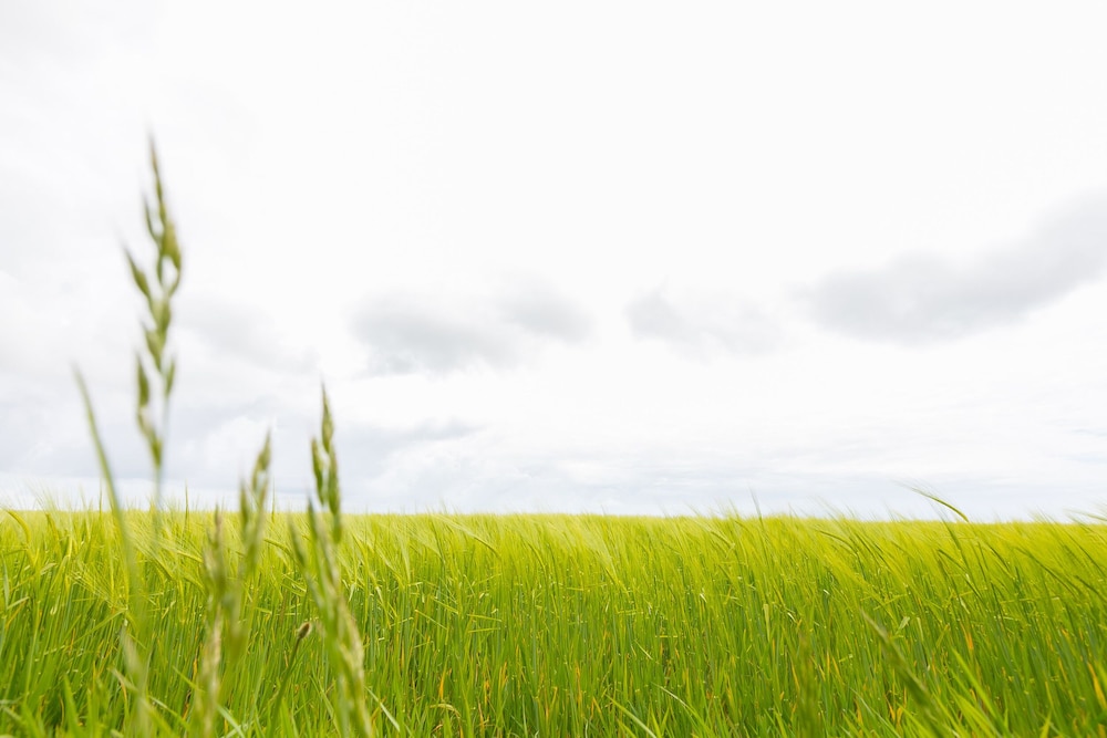 Green Fields