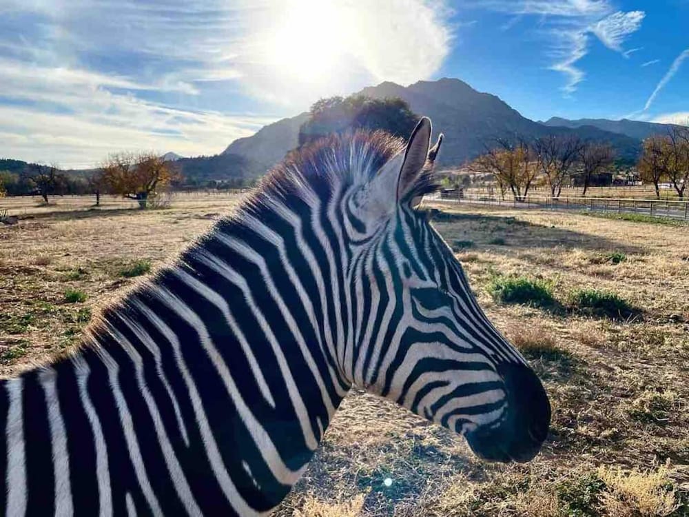 Zebra Refuge Cottage-wild Unique Prescott Stay