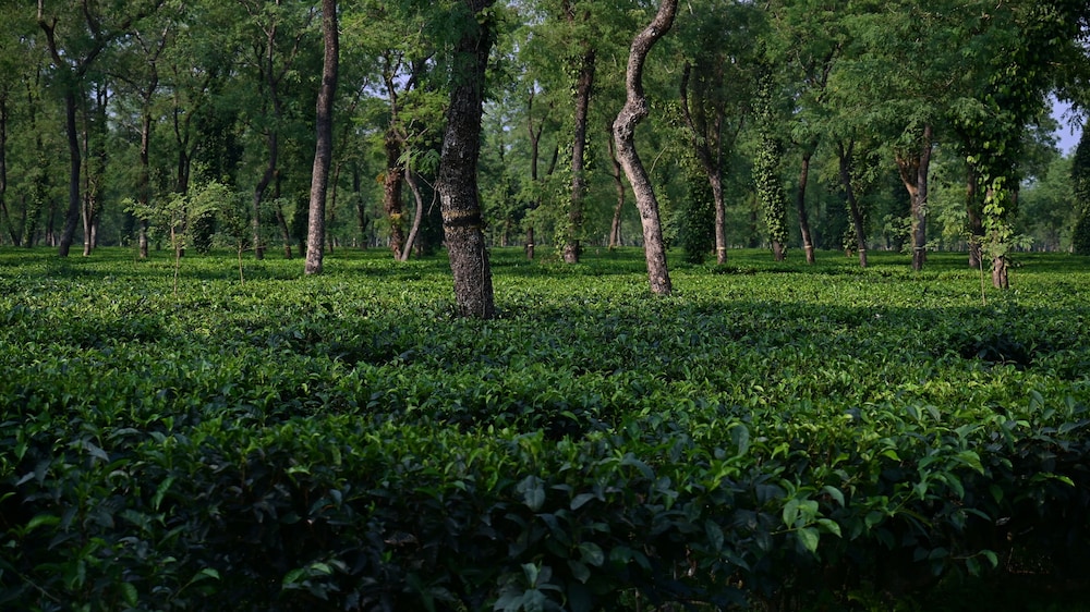 Green Forest Resort
