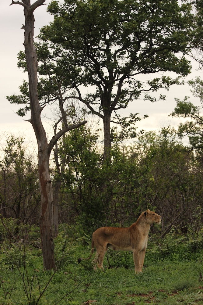 Nyati Safari Lodge