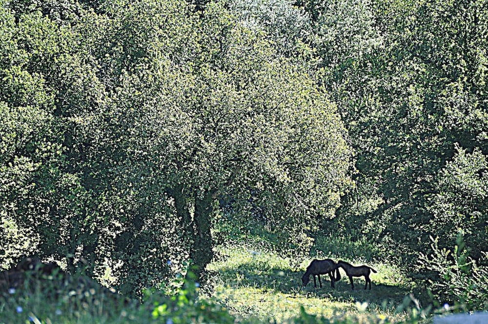 Agriturismo Yes Boss