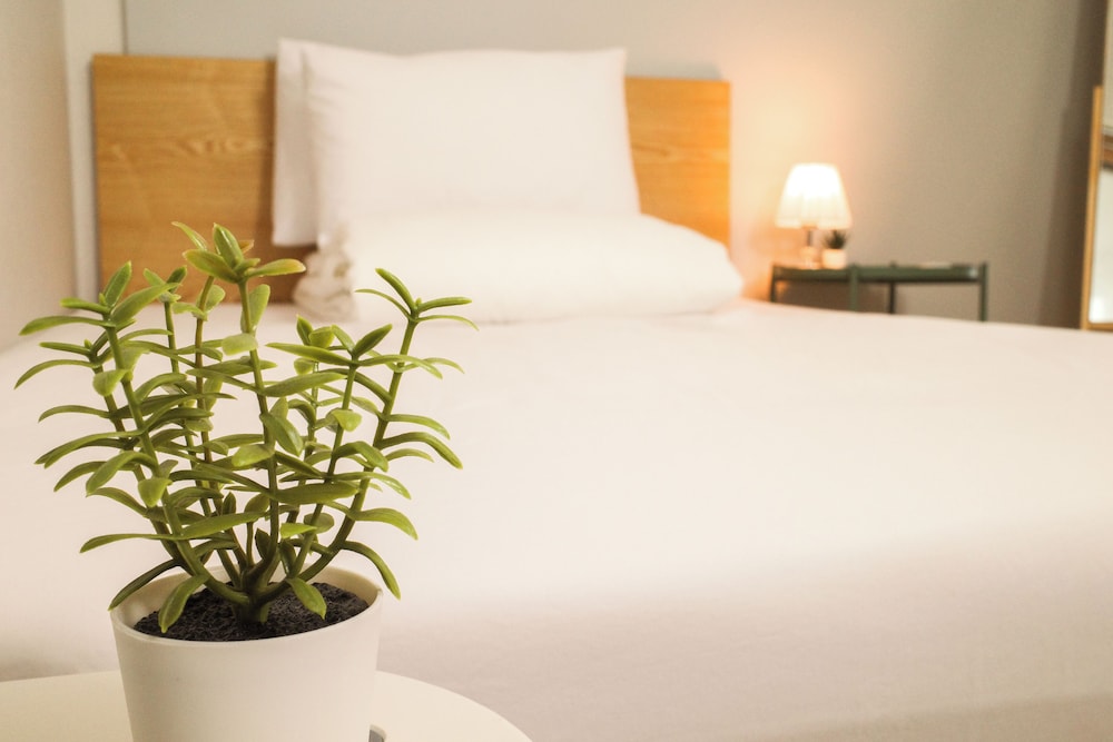 Starria Hostel foreign guest only 20