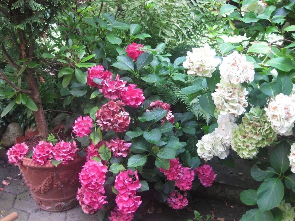 Photo 36