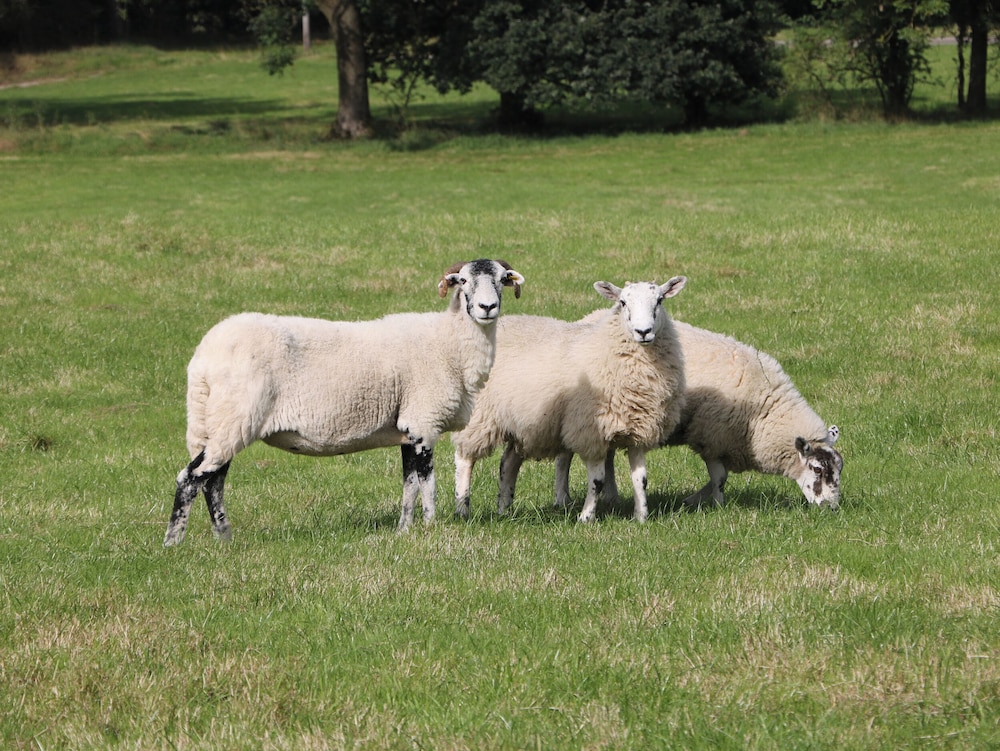 Stoney Cliffe Farm