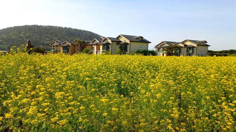 Jeju Ppalkanpungcha Pension