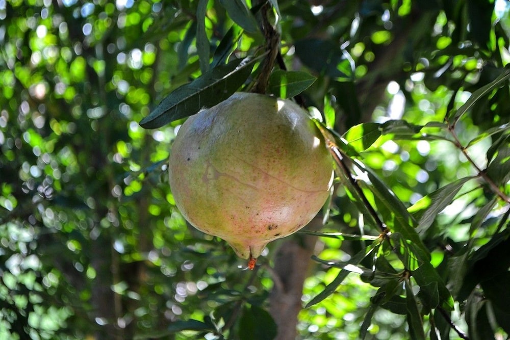 Ars Naturae Biologic Farm