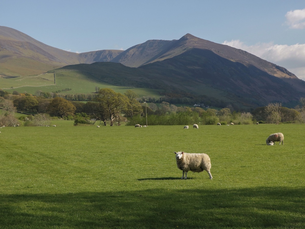The Paddock