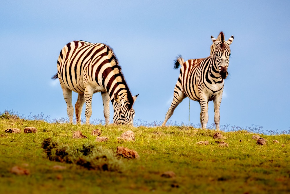 Elephants Lodge - Bellevue Forest Reserve