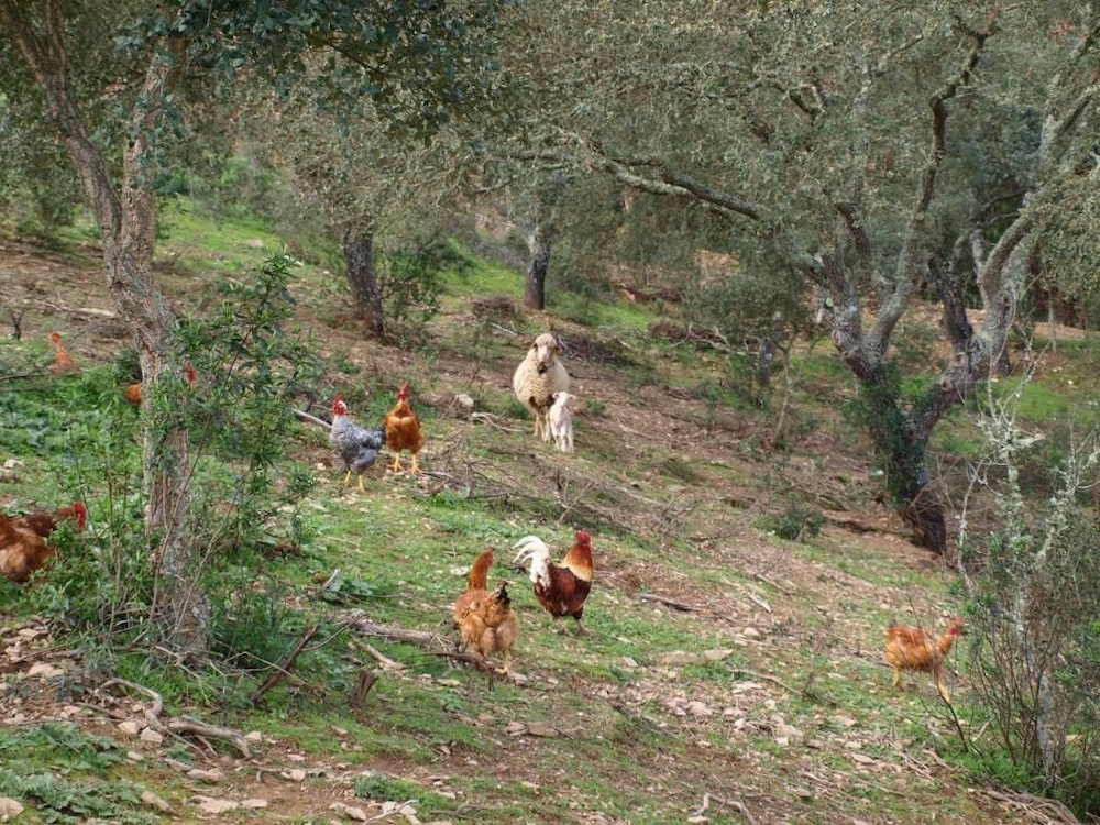 Herdade dos Montes Bastos - Property Image 16