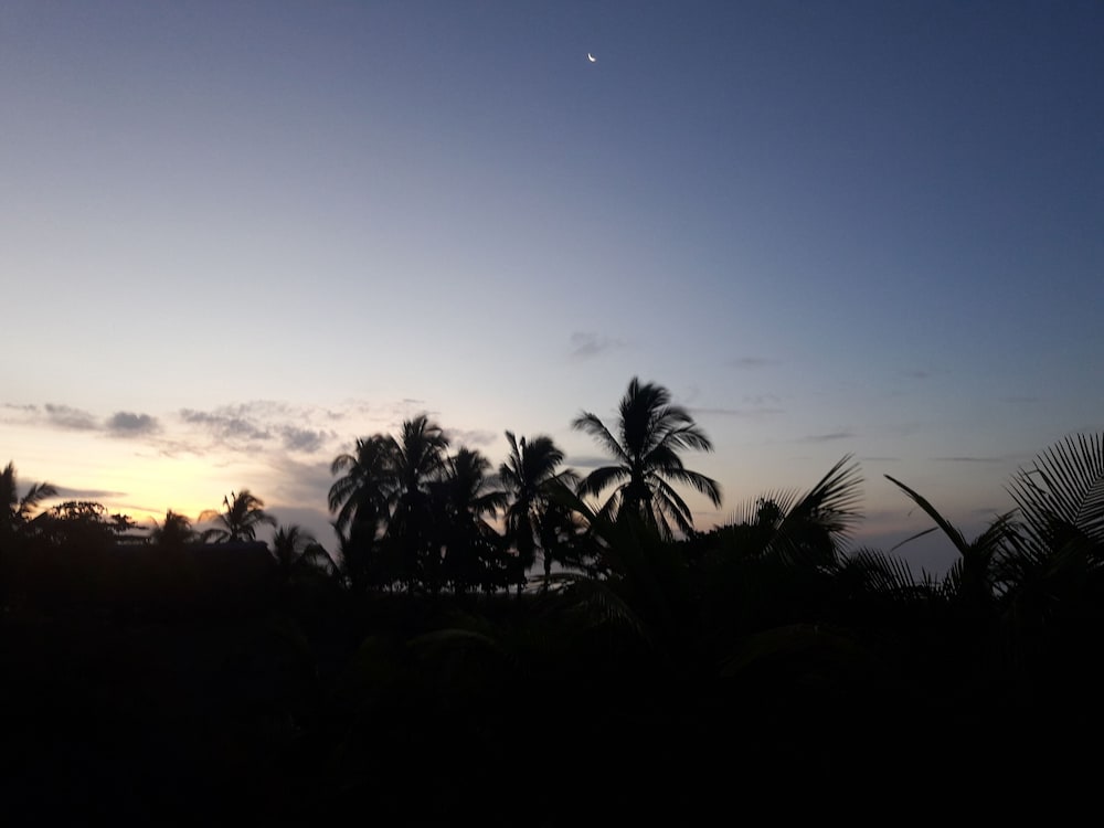 Photo 45