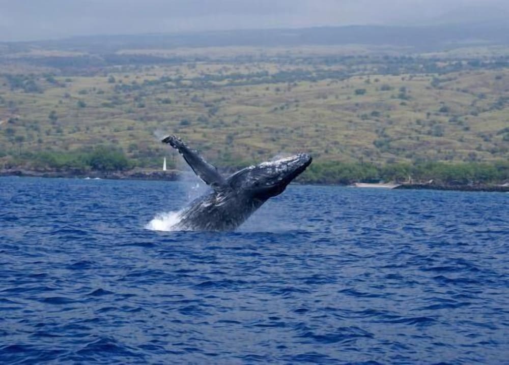 Fairway Villas Waikoloa G31