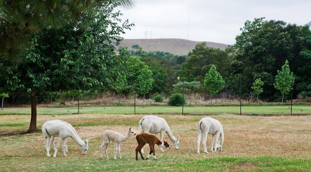 Ambers & Grace Guest Farm