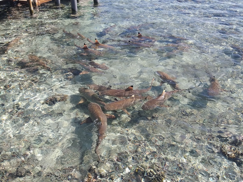 Tetamanu Village 55