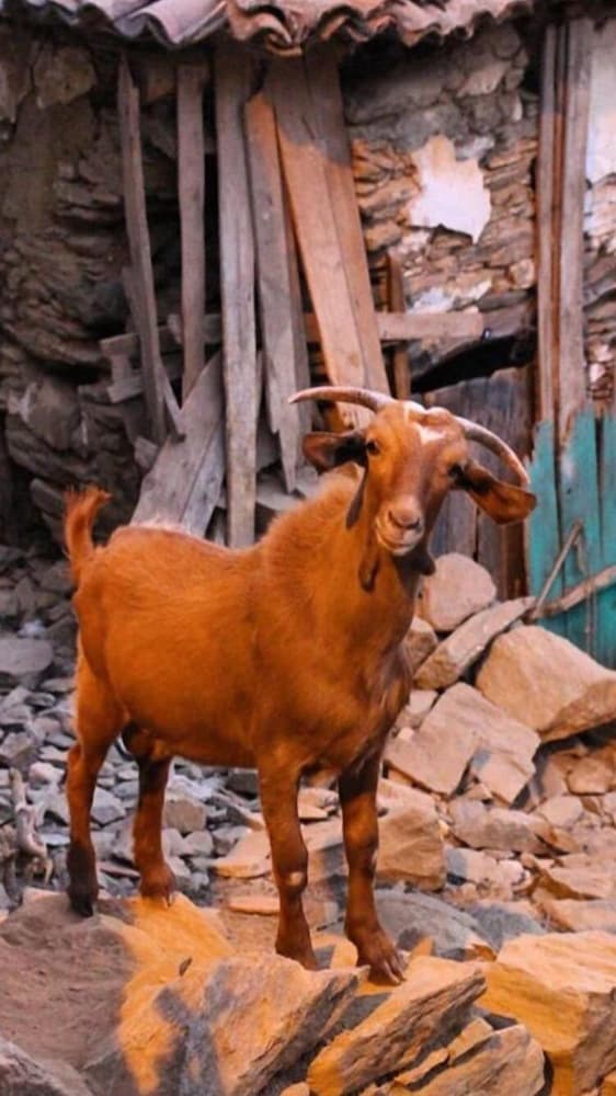 Mosaic Hotels