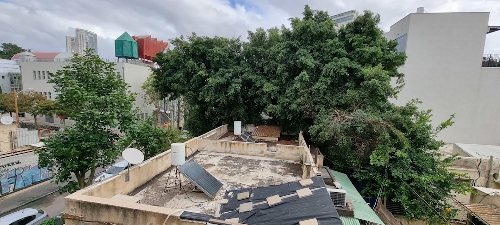 Kalisher Ophrys in Tel Aviv-yafo