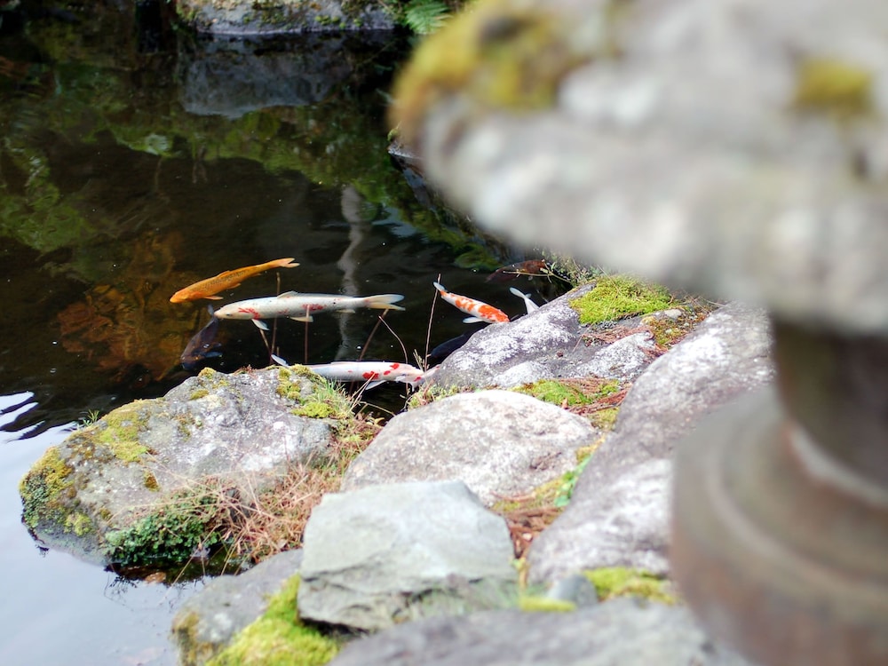Kinokuniya Ryokan