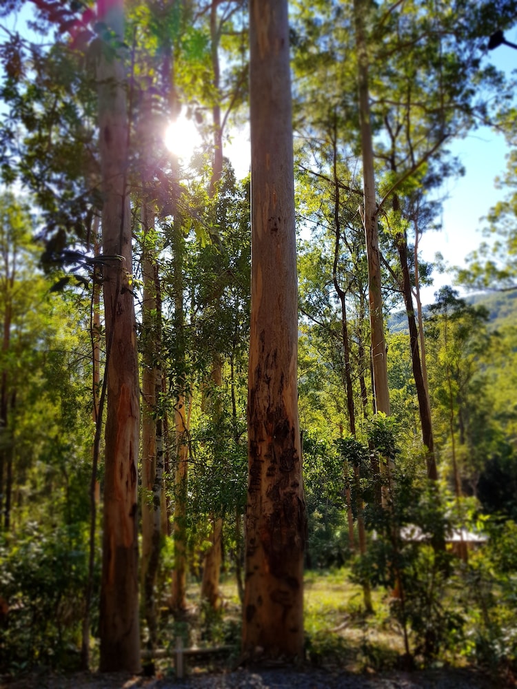 Carawirry Forest Escape
