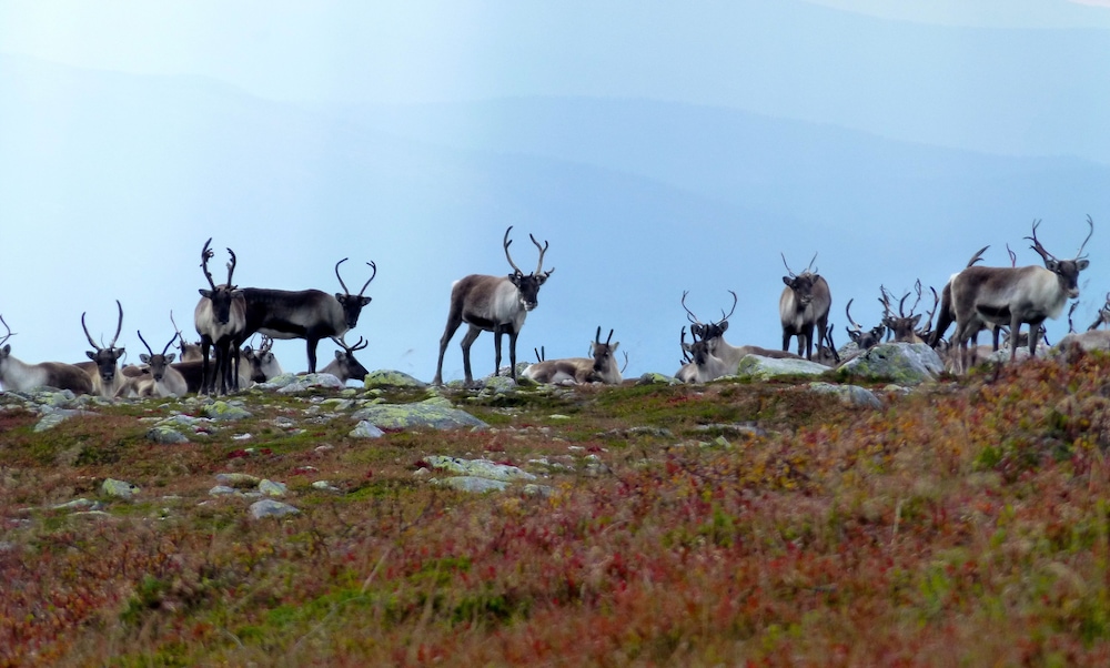 Norefjellhytta