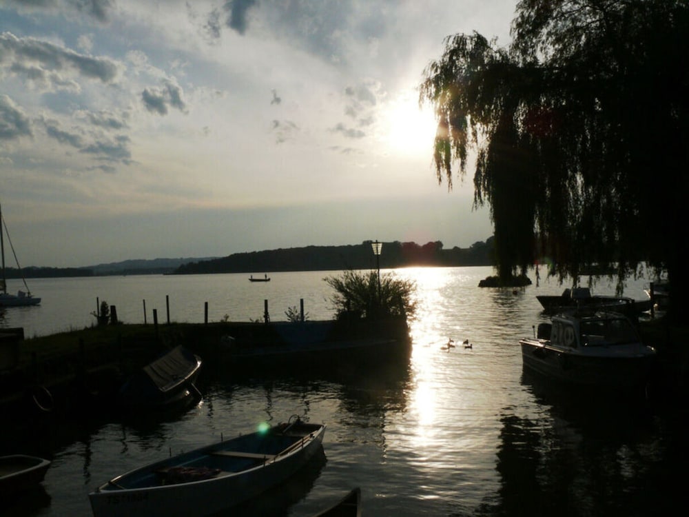 Dennenboomdroom