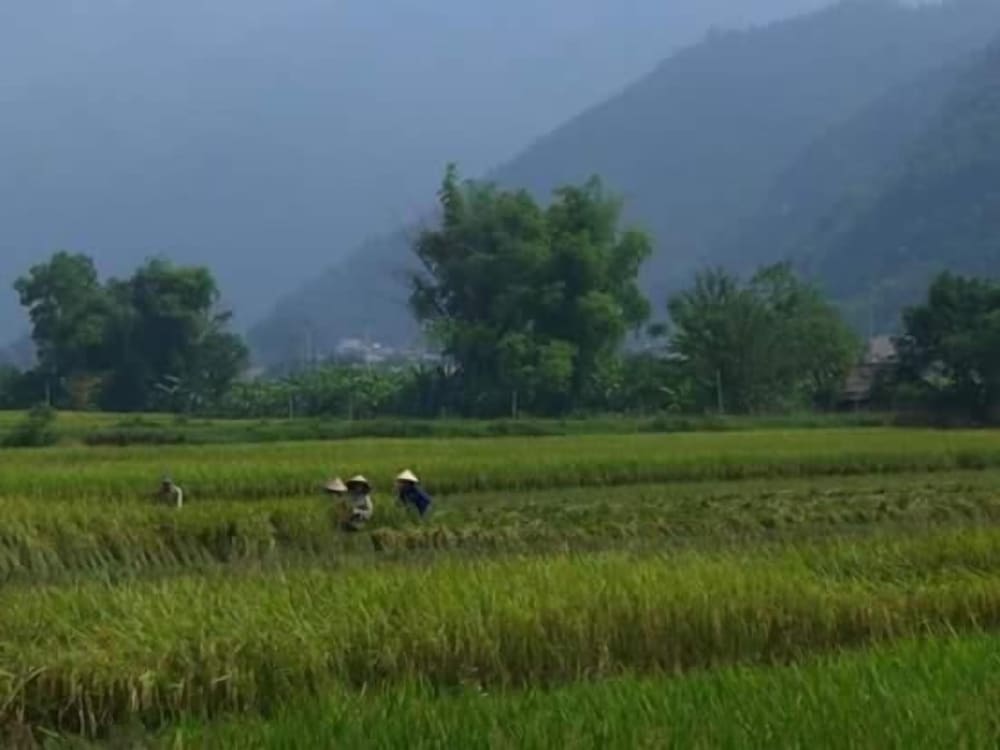 Linh Soi Homestay - Hostel