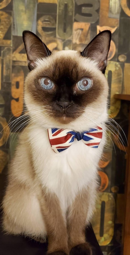 Smokey Cat B&B