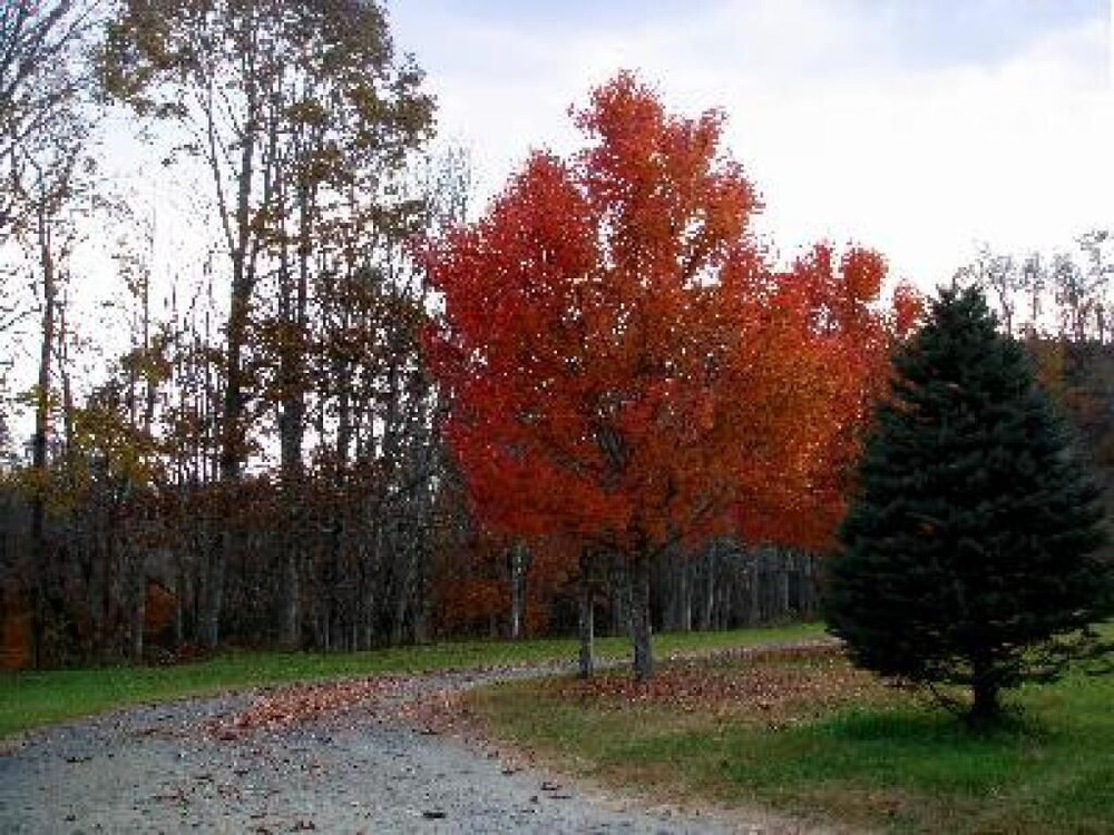 Linville River Log Cabins