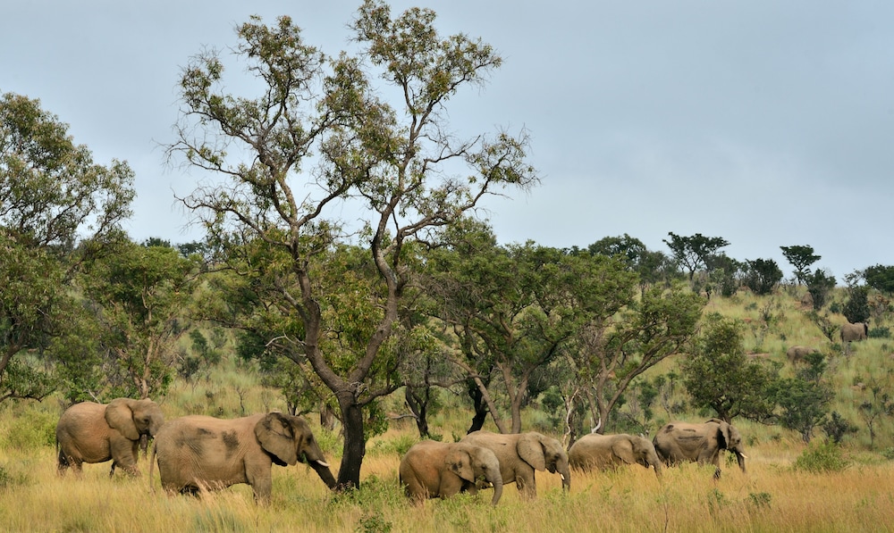 Makweti Safari Lodge