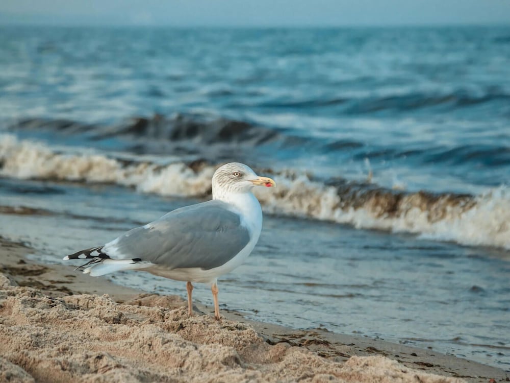 Holiday Vacation by the sea