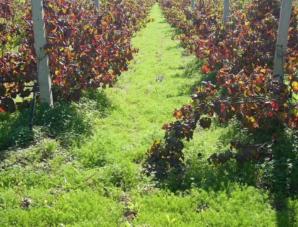 B&B Il Vigneto