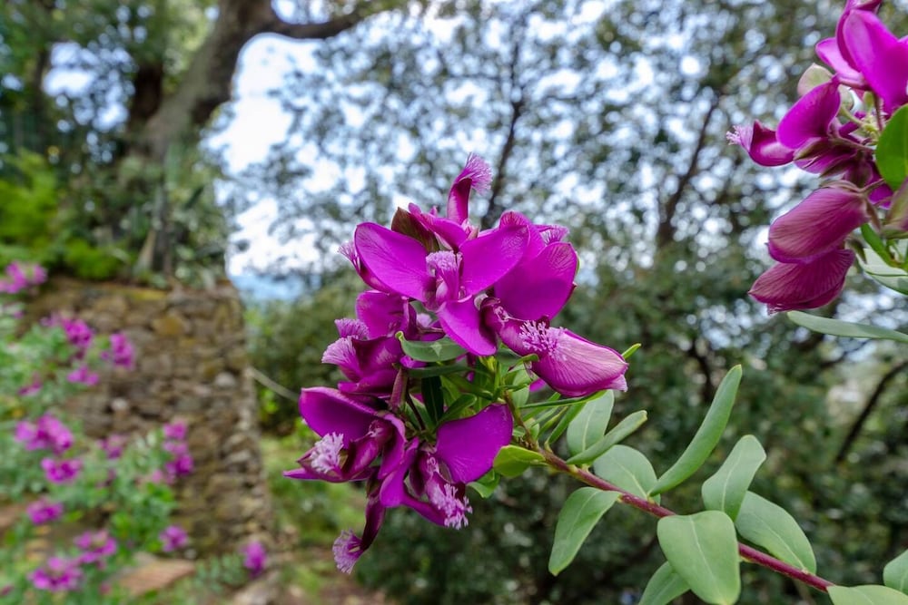 JOIVY Villa Monterosso Apartment Giardino