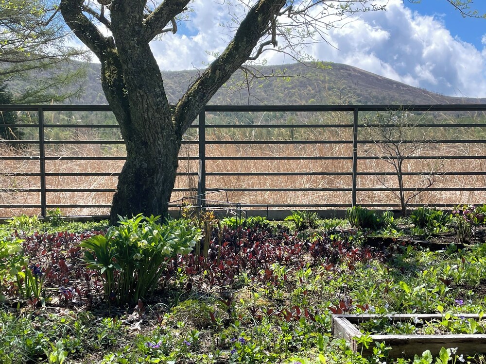 GARDEN SHED