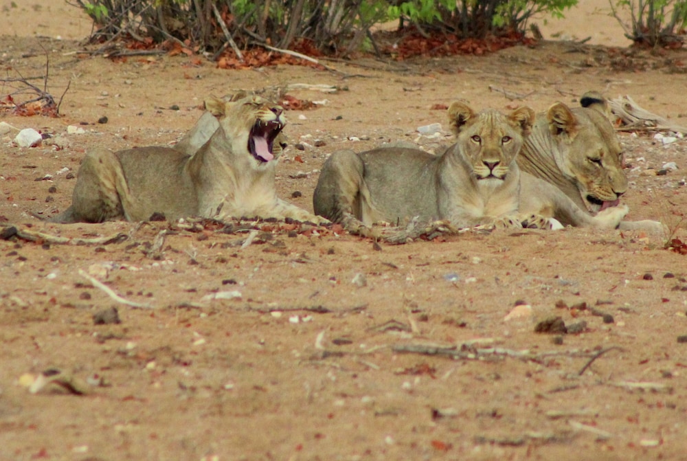 Hobatere Lodge