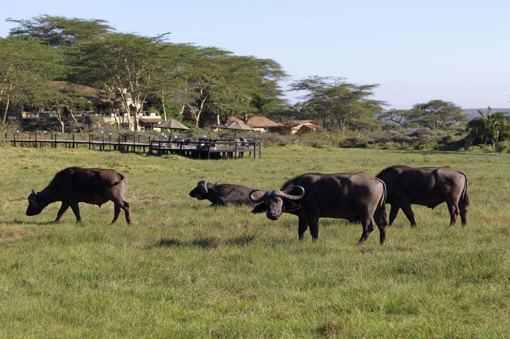 Hatari Lodge