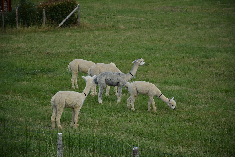 Gîte Près des Montgolfières