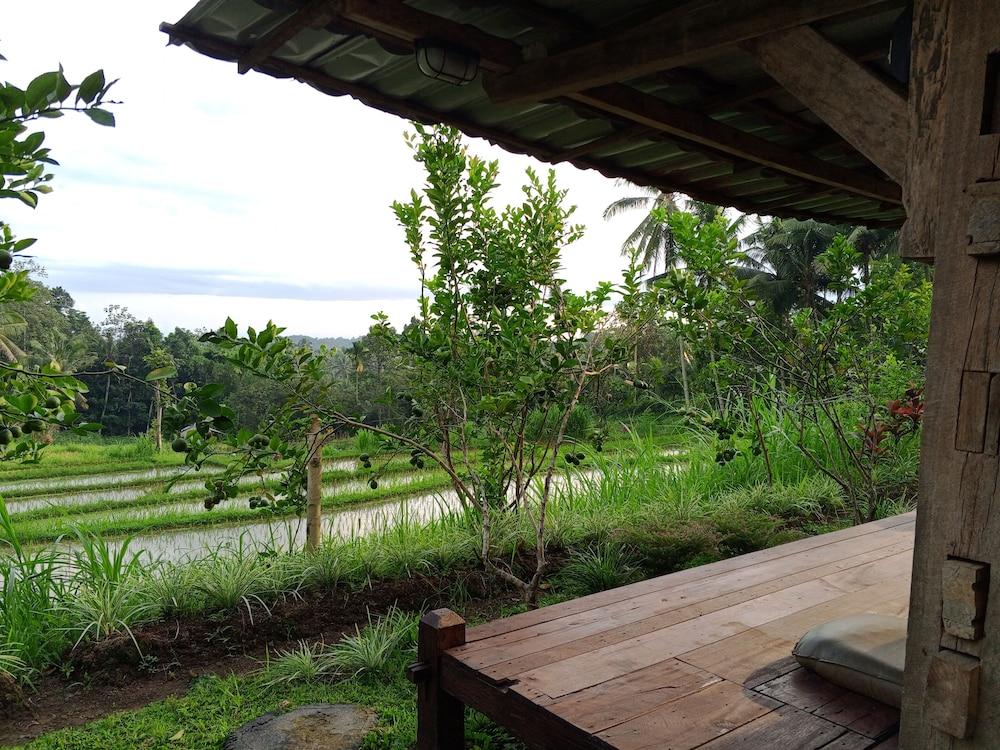 Homestay Ijen Lemonhouse