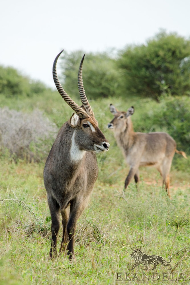 Elandela Private Game Reserve & Luxury Lodge