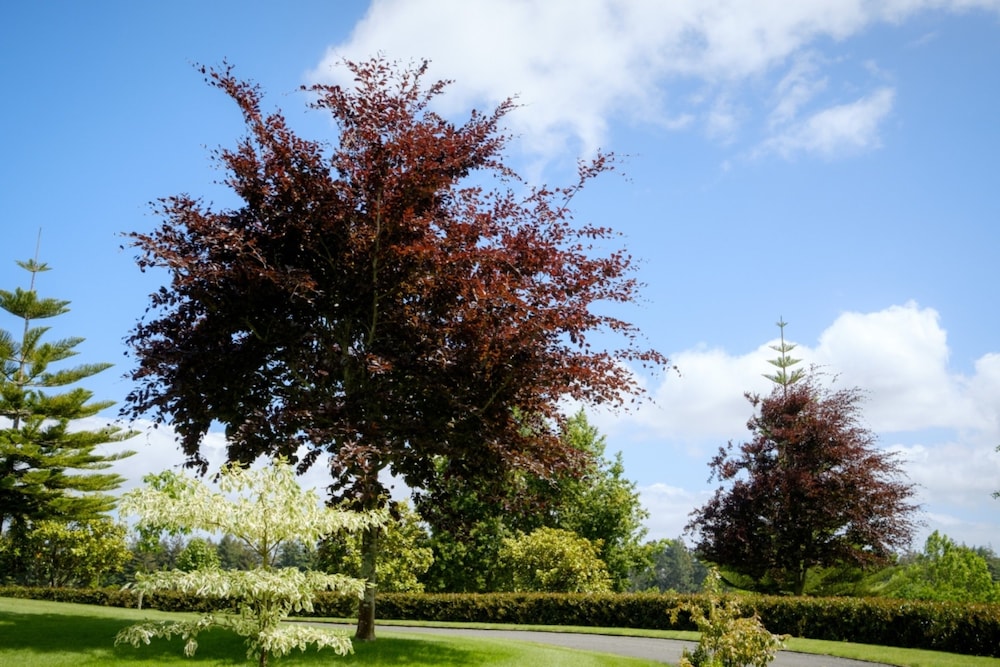 Blackwood House